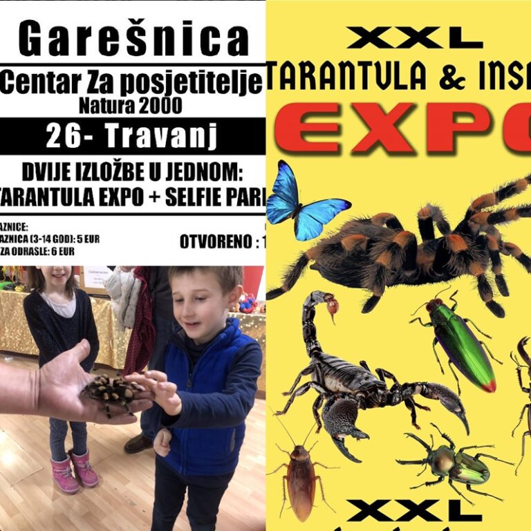 XXL Tarantula & Insect Expo u garešničkom Centru za posjetitelje