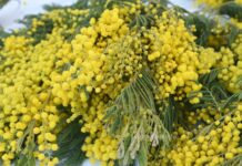 Dan mimoza na bjelovarskoj tržnici: Javna akcija za prevenciju raka vrata maternice