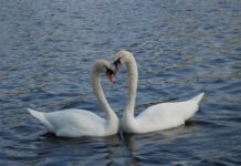 Upoznajte svijet ptica: Predavanje i stručno vođenje u Centru Natura 2000 Garešnica