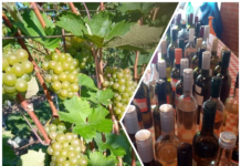 Garešnički vinogradari uspješni na 13. Čazmanskom Vinokapu