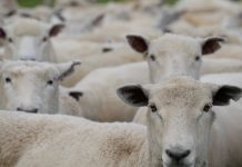 Ministarstvo uvelo mjere zbog izbijanja kuge malih preživača kod Daruvara